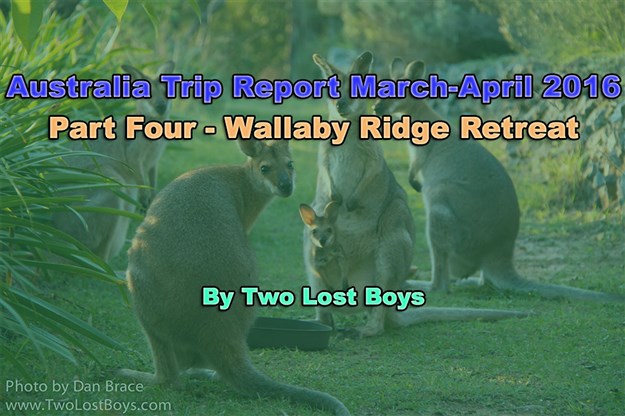 Australia March-April 2016 Trip Report, Part 4 - Wallaby Ridge Retreat